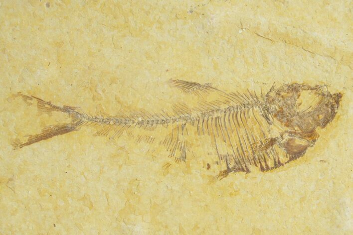 Bargain, Fossil Fish (Diplomystus) - Wyoming #363804